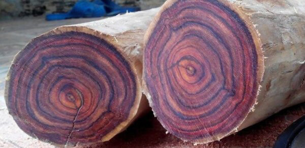 Hình ảnh về cây gỗ sưa đỏ