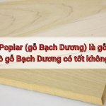 Gỗ Poplar (gỗ Bạch Dương) là gỗ gì? Đồ gỗ Bạch Dương có tốt không?