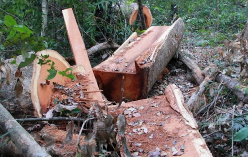 gỗ đinh chun - nạn phá rừng