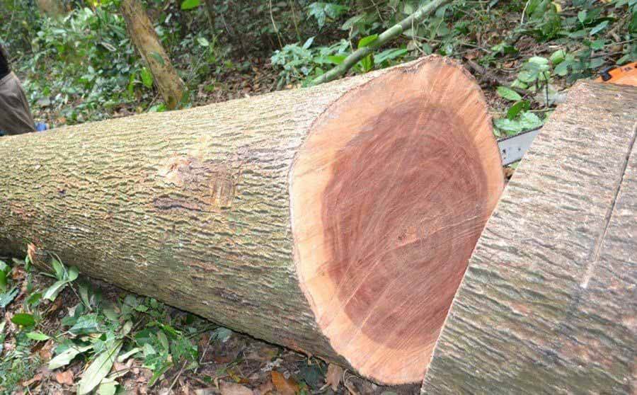 thân cây gỗ gù hương xá xị