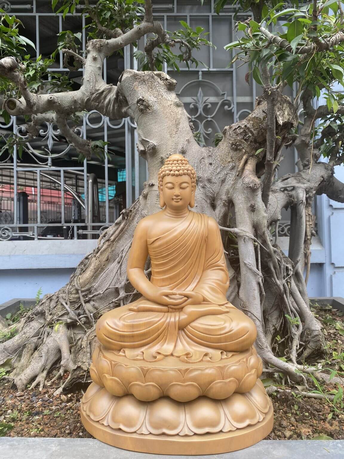 Tượng Phật Thích Ca gỗ Gõ vàng 50 x 34 x 28 cm