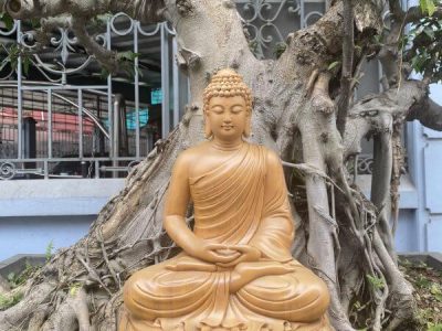 Tượng Phật Thích Ca gỗ Gõ vàng 50 x 34 x 28 cm